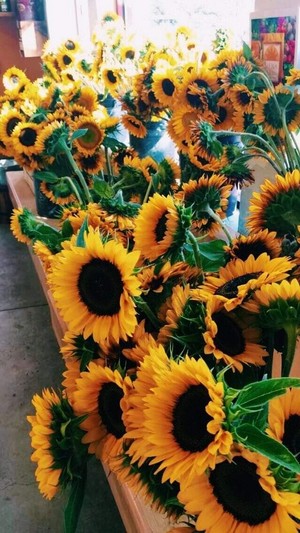  Sunflowers