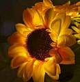 Sunflowers - daydreaming photo