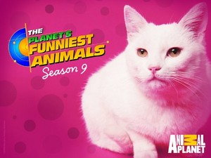  The Planet's Funniest animais (TV Series 1999– )