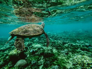  Sea schildpad
