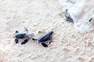  Sea Turtles