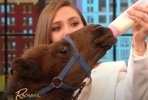 Elizabeth Olsen feeding a Camel