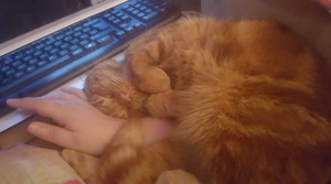  My Boy sleeps with me and I would be playing on the PC.
