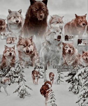  волк Pack