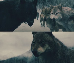 Wolf pack 