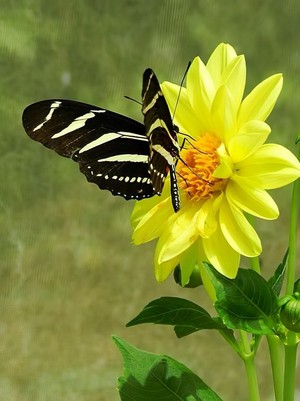  beautiful 나비 🦋