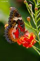 beautiful butterfly 🦋 - animals photo