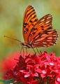 beautiful butterfly 🦋 - butterflies photo