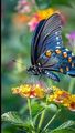beautiful butterfly 🦋 - butterflies photo