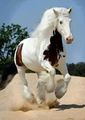 beautiful horse💖🐴 - horses photo