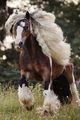 beautiful horse💖🐴 - horses photo