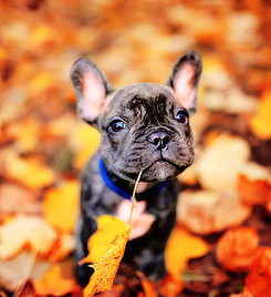  🍂༶ कुत्ता प्यार Autumn ༶🐕🍂