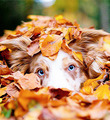 🍂༶ Dogs love Autumn ༶🐕🍂 - autumn photo