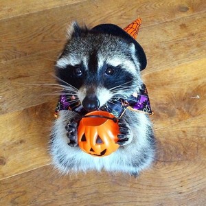 🦝Trick or treat critters 🍂🎃
