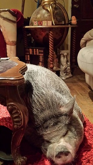  Angus Oblong's Pet Pig