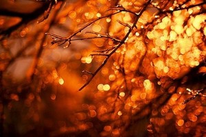 Autumn Nights 🍂