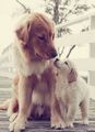 Beautiful Dogs🌸 - dogs photo
