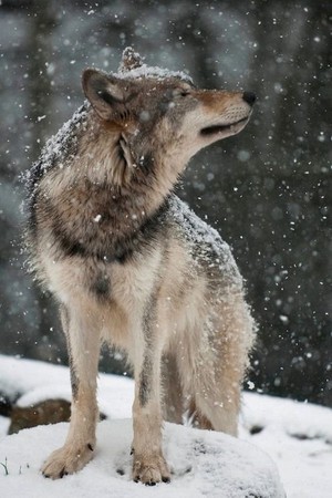  Beautiful 늑대