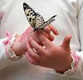 Butterfly Beauty 🦋 - butterflies photo