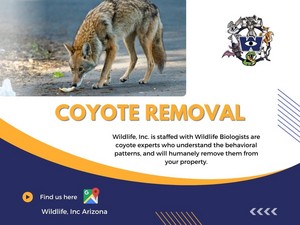  Coyote Removal