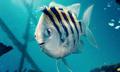 Flounder  - disney photo