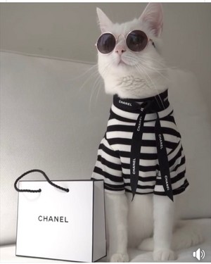  Kitty Fashionista