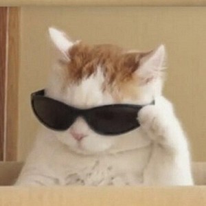  One Cool Kitty