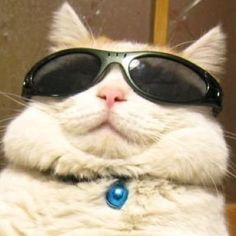  One Cool Kitty