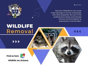  Wildlife Removal Phoenix