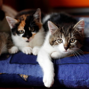  Kitties