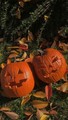 Autumn Jack-O'-Lantern Vibes 🍂🎃🍂 - autumn photo