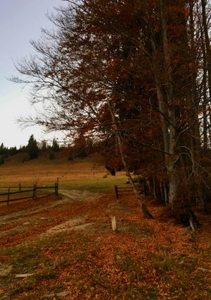  Autumn on the farm 🍂