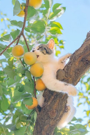  Cat × frutta