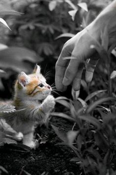  Cute Kittens 🐈‍⬛