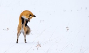  狐, フォックス meets snow🦊❄️