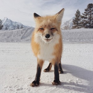  fox meets snow🦊❄️