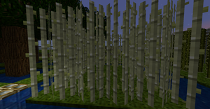  Old Sugarcane Reeds