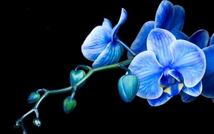  Blue Orchid karatasi za kupamba ukuta