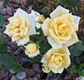 Butter Cream Mini - roses photo