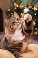Cats love Christmas🎄🐈 - christmas photo