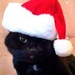Cats 'n Christmas 🎄🐈‍⬛ - cats icon