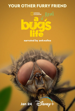  Disney+ and National Geographic: A Real Bug’s Life (2024)