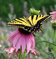 Female Western Tiger Swallow Tail Butterfly - butterflies photo