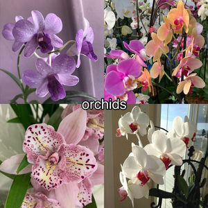  fleurs ~ Orchids