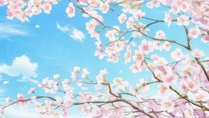  Sakura お花