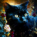 Black Cats 🖤 - black-cats icon