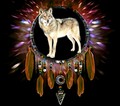 Ma'iingan🐺 - wolves fan art