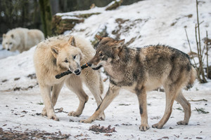  Nikita (arctic wolf) and Ayasha (Eurasian wolf) Lüneburg Heath Wildlife Park in Hanstedt, Germany