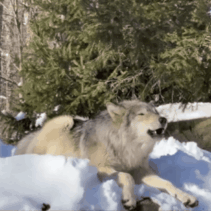  Silas | NYWCC | The chó sói, sói Conservation Center