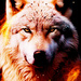 Wolves - wolves icon